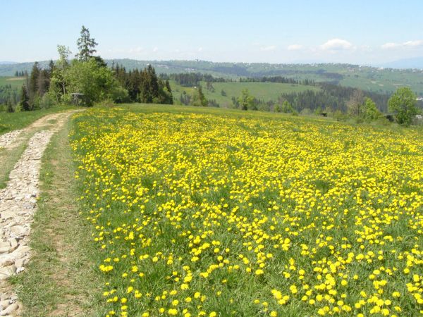 Gliczarów Dolny - trasa spacerowa