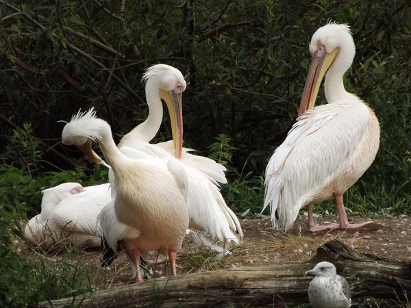 Flamingi w Oliwskim ZOO