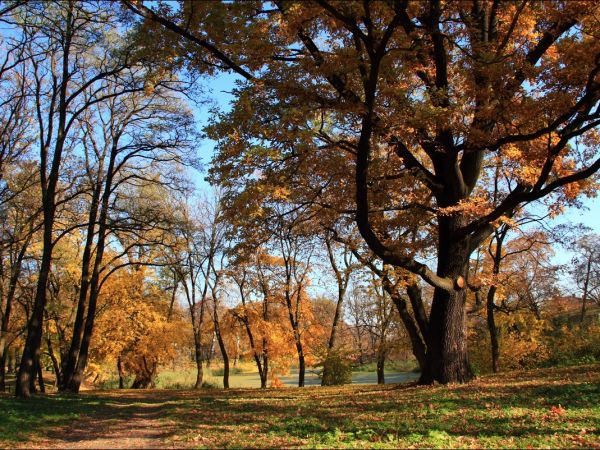 Park w Medyce − pochodzący z drugiej połowy XVI wieku (z reliktami z XIV i XVI wieku).