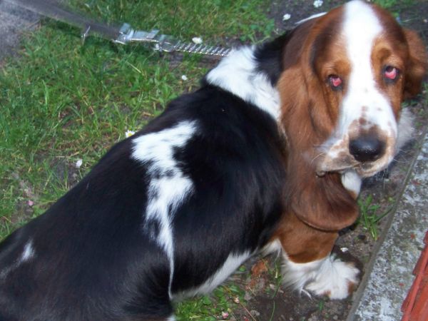 Olewające spojrzenie Goliata