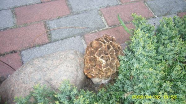 Osieczna - w ogrodzie wyrósł grzyb - smardz