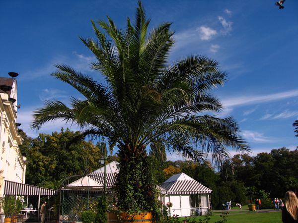 Palmiarnia w Łazienkach