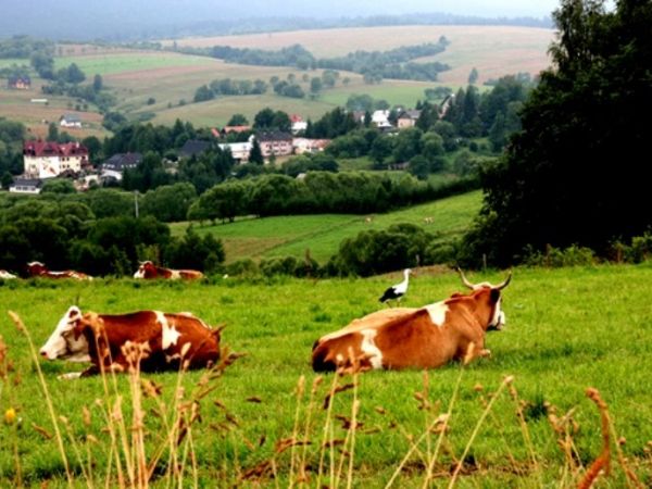 Z widokiem na Lutowiska.