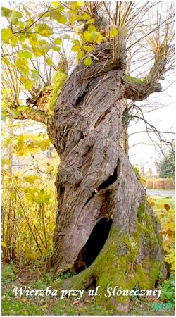 USTROŃ
Stara wierzba.