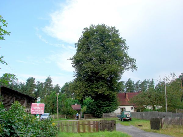 Bachotek - lipa drobnolistna - rosnąca obok leśniczówki Bachotek o wymiarach: w obwodzie - 395 cm, wysokość - 25 m, wiek - ok. 150 lat.
Za okaz pomnikowy uznan