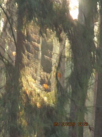 Zdjęcia Gródek (pow. świecki)