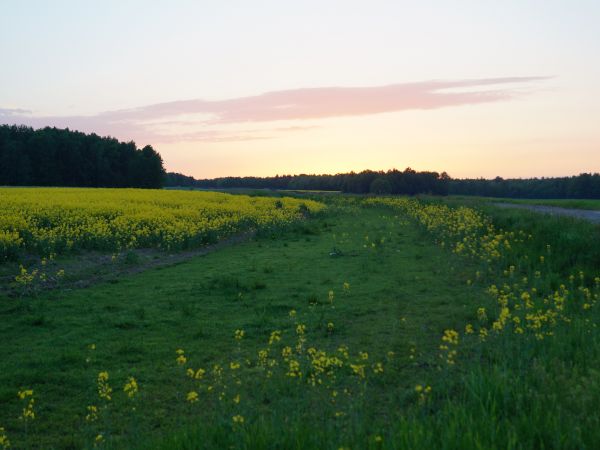 pole rzepaku i zachód