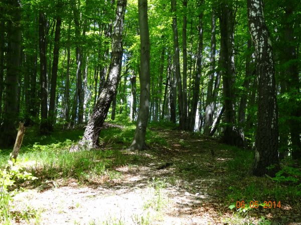 ścieżka leśna - tu stanowi fragment szlaku turystycznego, w paśmie na obrzeżu Gór Czarnych, będących częścią Pogórza Dynowskiego, polana przy szczycie  g. Kopac