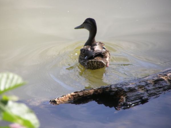 zdjecie Zalesie Górne