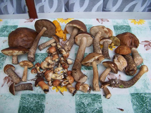 Efekt porannego grzybobrania