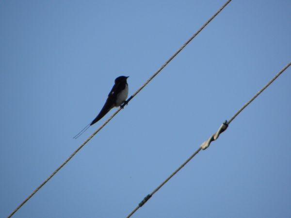 zdjecie Wilcze Błota