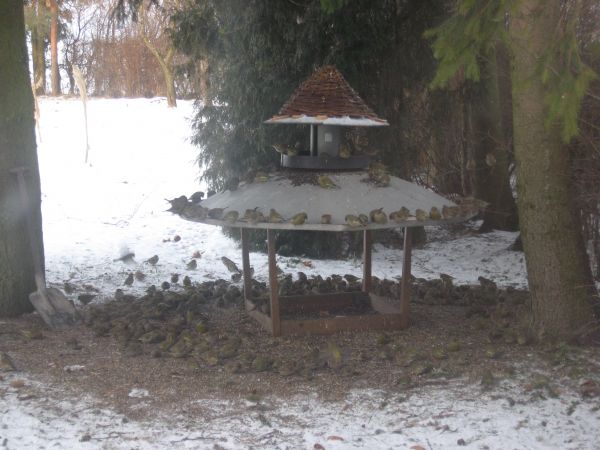 MAZURSKA SZKOLKA ROSLIN OZDOBNYCH W SADUNACH