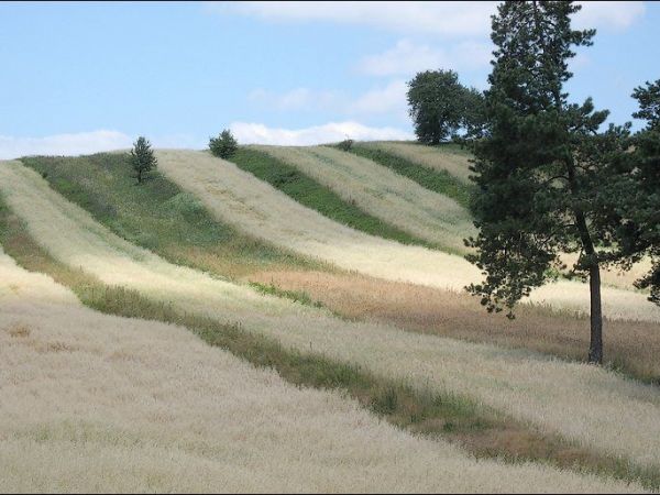 Piękny roztoczański krajobraz - lekko pofalowany z pasiakami pól.