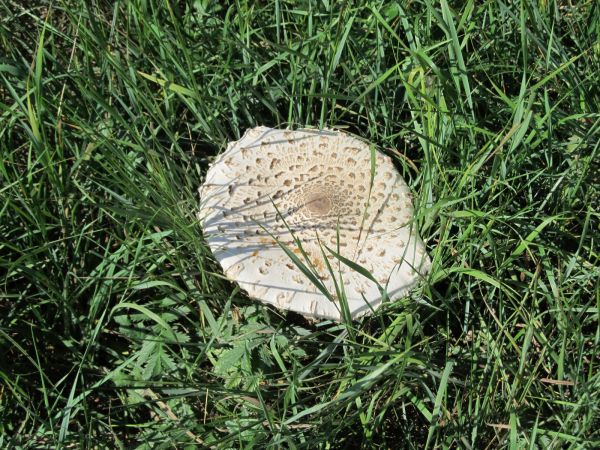 Kania w mieście na Szyszkowcu