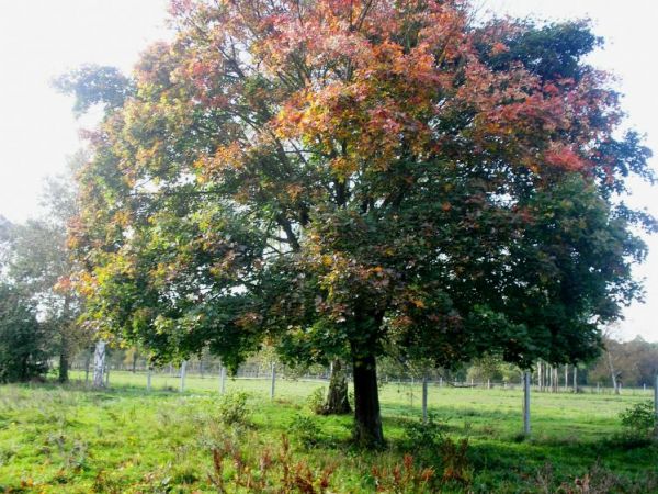Najpiękniejsze drzewo(szczególnie jesienią:))