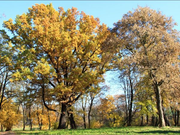Park w Medyce − pochodzący z drugiej połowy XVI wieku (z reliktami z XIV i XVI wieku).