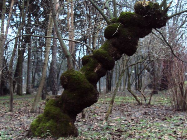 Dziwadło z Ogrodu Saskiego.