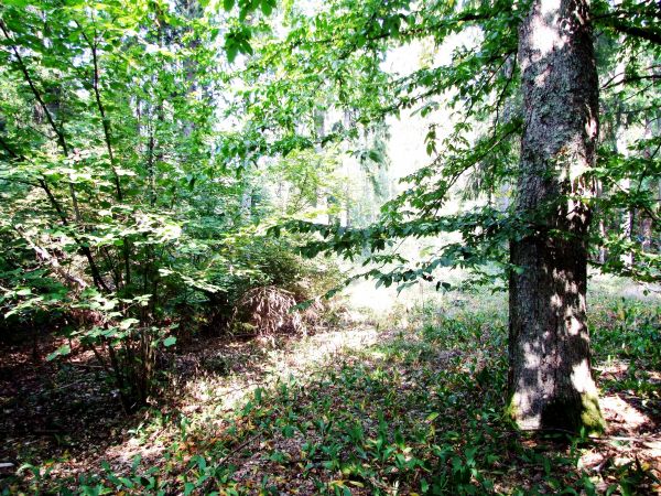 Uroki oklolicznch lasów