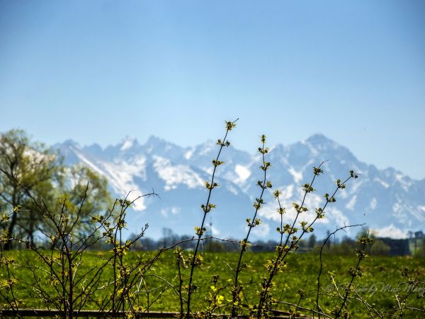 ... wiosna w ogrodzie Grevanti ...