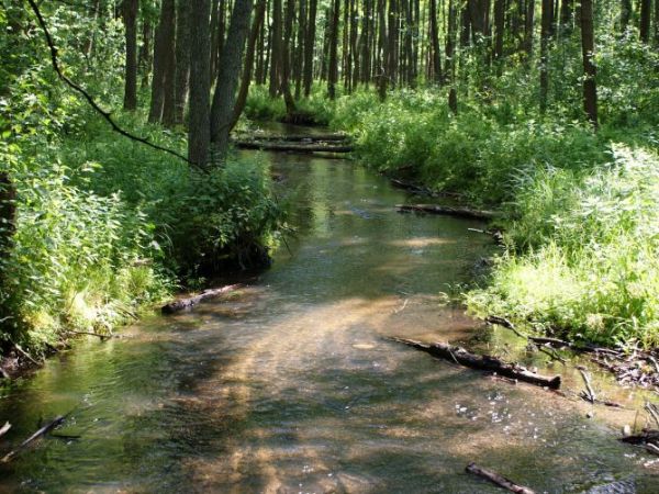 Rzeczka Koniuszanka, w jej otoczeniu rezerwat przyrody.