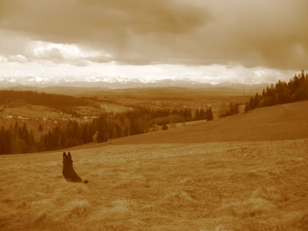 Brutus podziwia Tatry:)