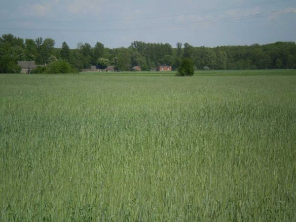 Czerwony dom Piekarskich pod lasem