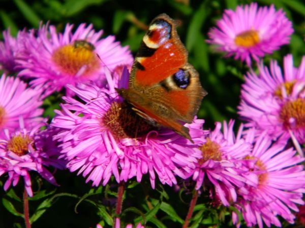 motyl pewnie opija się nektarem  przepraszam nie zgłębiam tajemnic nazw zwierzątek