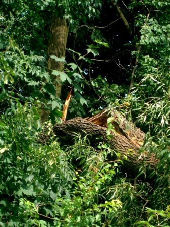 Tak wyglądają drzewa po ostatnich letnich burzach