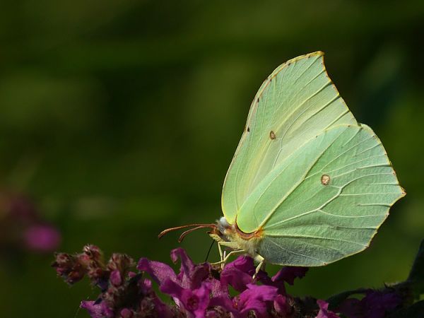 Listkowiec cytrynek - Nowosiółki - Fauna