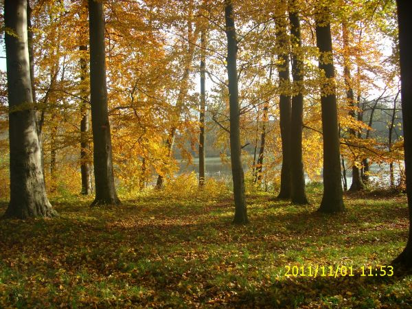 Malownicze jeziorko w samych Marcinkowicach. Żyją tu łabędzie.