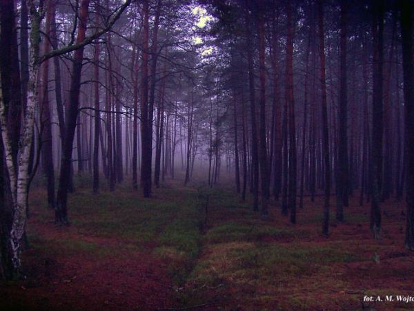 Piskory Młynik -Peat Bog