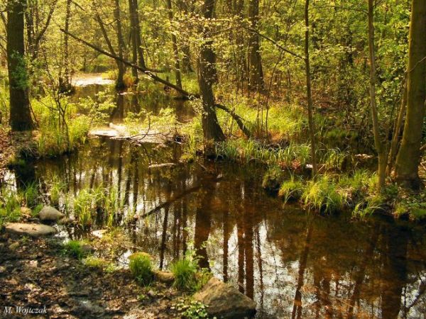 Jarosławki -Peat Bog