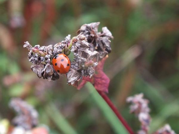 Gryka  ekologiczna. Ozierany Małe. Bez chemii. Czysta natura.