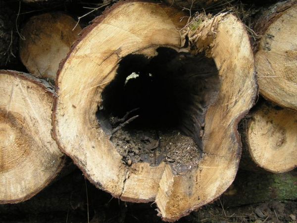 Szkodniki sieją spustoszenie