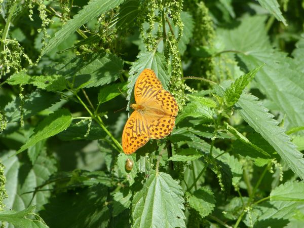 zdjecie Białowieża
