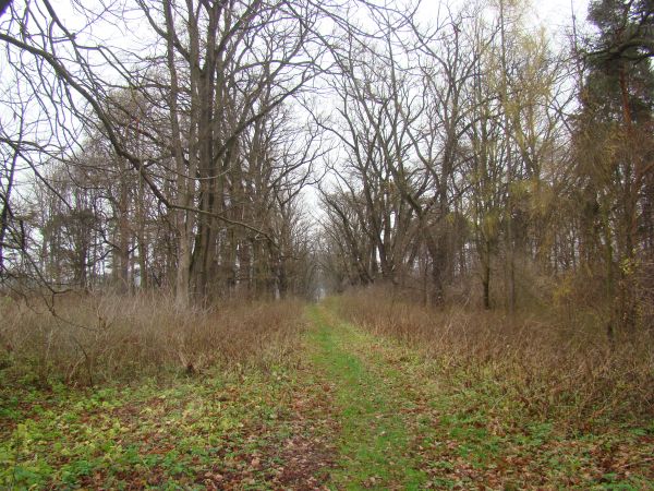 zabytkowa aleja dworska dębowa  - od bramy głównej do pałacu prowadząca, stanowiła reprezentacyjny wjazd. Park podworski podnosi walory przyrodnicze gminy, jego