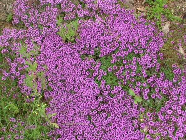 zdjecie Ozierany Małe