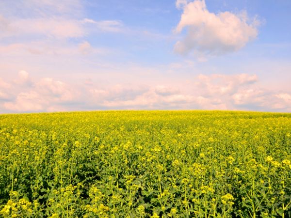Jednak ziemia jest okrągła