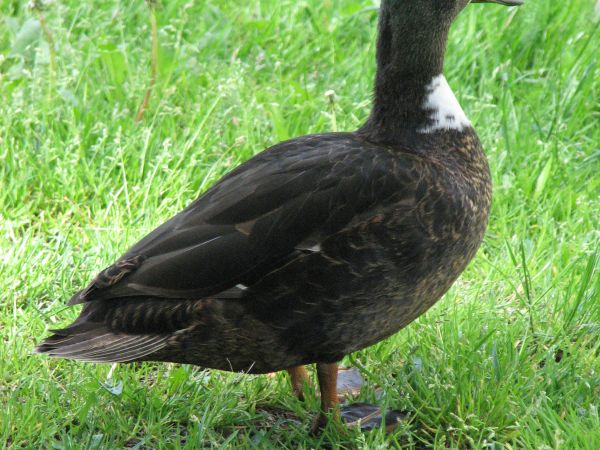 Slupsk Kaczka kominiarka