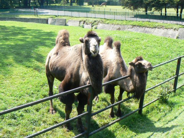 WIELBŁĄD-ZOO