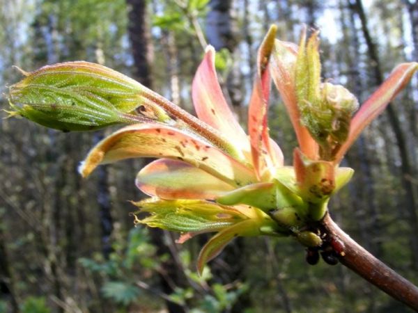 Wisenne zwiastuny najpiękniejszej pory roku