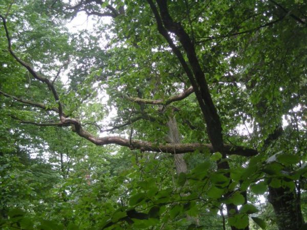 W rezerwacie przyrody: Krzywe Kolo