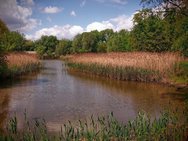 Stawik w Bażantarni