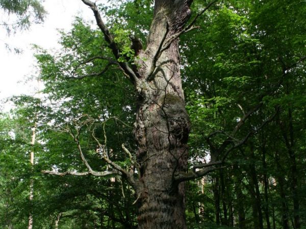 Stare dęby w dolinie Małej Panwi