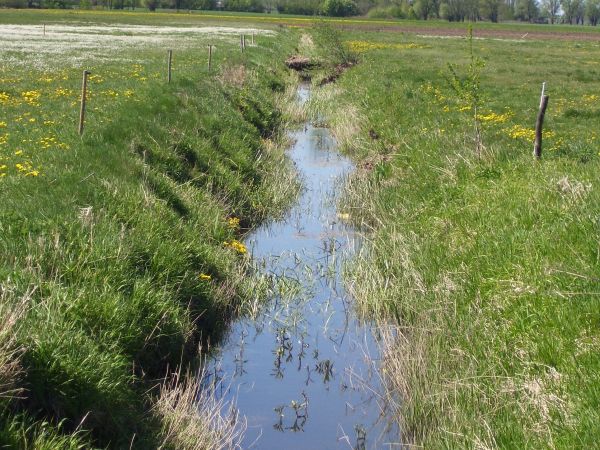 Rzeka Kolnica - dopływ Sony