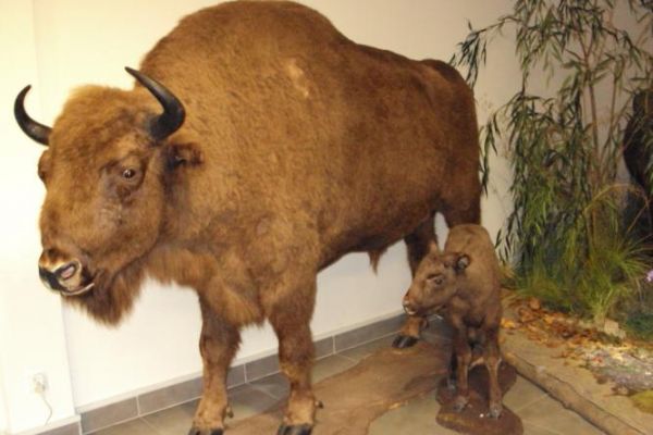 w Muzeum Przyrodniczym - obiekt i bogate ekspozycje niedawno oddane - łatwo przegapić a warto tam być - i dla dorosłych i z dziećmi.