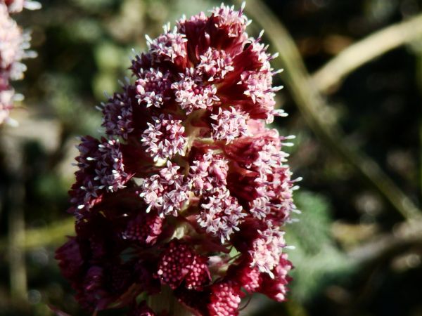 Lepiężnik różowy - w Trzebawiu jest różowo na wiosnę!