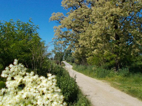 Kwitnie akacja więc sesja egzaminacyjna na uczelniach w pełni ;-))