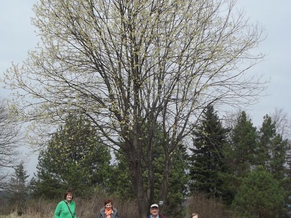 wierzba iwa - kwitnąca, na leśnej polanie przy szlaku.