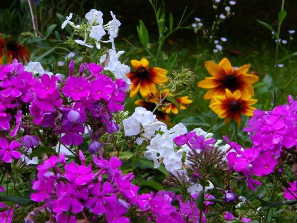 fotka starsza  dziś spotkałem pierwsze przebiśniegi i usłyszałem żurawie